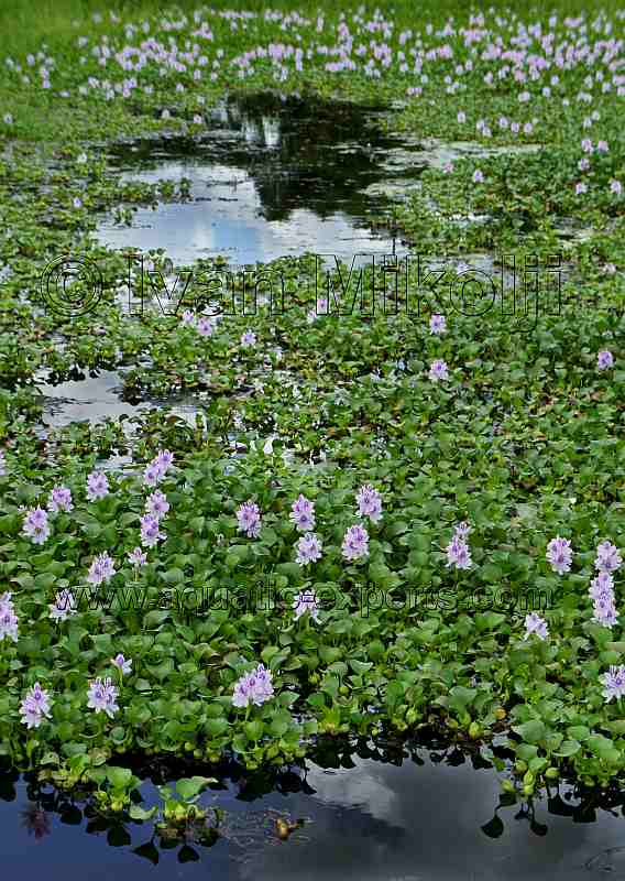 pond plants
